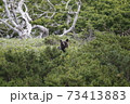 知床 ヒグマ 73413883