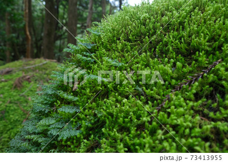 屋久島屋の苔 屋久島屋の苔 73413955