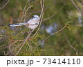 シマエナガ 晴れた森 全身 73414110