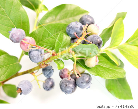 ブルーベリー 73414836