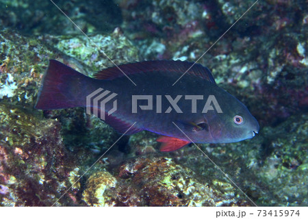 オウムブダイの幼魚 オウムブダイの幼魚 73415974