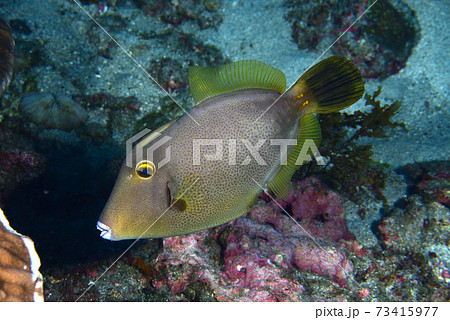 ハクセイハギ 73415977