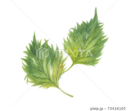 大葉・青じそ  大葉・青じそ  73416105