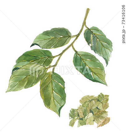 柿の葉と茶葉 柿の葉と茶葉 73416106