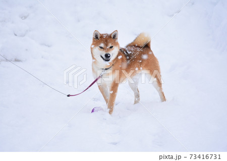 柴犬 73416731