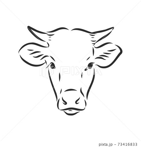 black and white linear paint draw bull vector illustration. bull vector sketch illustration 73416833