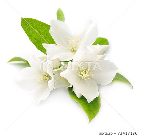 Jasmine flowers on white backgrounds. Jasmine flowers on white backgrounds. 73417136