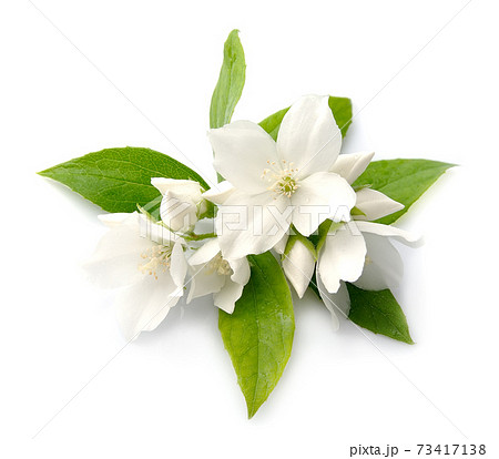 Jasmine flowers on white backgrounds. 73417138