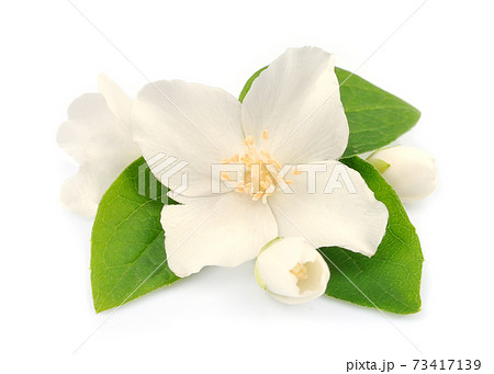 Jasmine flowers on white backgrounds. 73417139