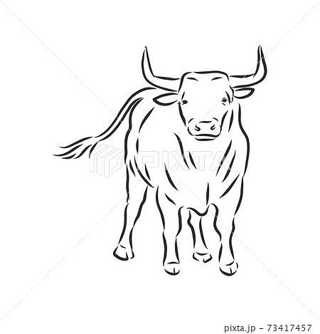 black and white linear paint draw bull vector illustration. bull vector sketch illustration 73417457