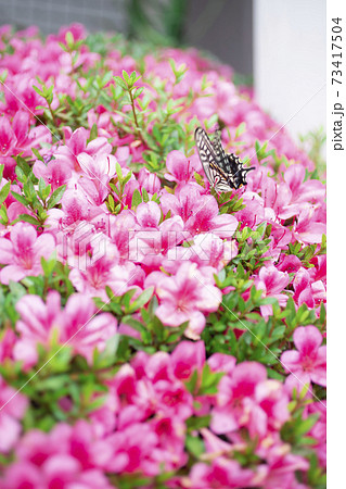 ピンクのアザレアの花に止まるアゲハチョウの写真素材