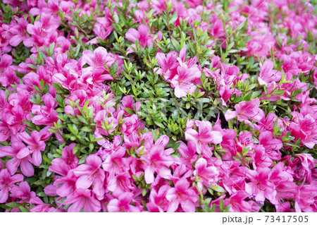 満開に咲くピンク色のアザレアの花の写真素材