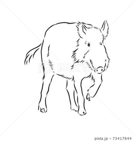 Sketch grunge wild boar in the profile.Stock vector illustration., wild boar vector sketch illustration Sketch grunge wild boar in the profile.Stock vector illustration., wild boar vector sketch illustration 73417644