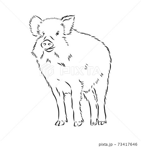 Sketch grunge wild boar in the profile.Stock vector illustration., wild boar vector sketch illustration Sketch grunge wild boar in the profile.Stock vector illustration., wild boar vector sketch illustration 73417646