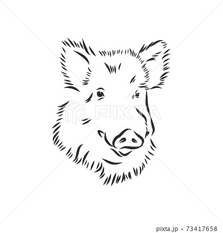 Sketch grunge wild boar in the profile.Stock vector illustration., wild boar vector sketch illustration Sketch grunge wild boar in the profile.Stock vector illustration., wild boar vector sketch illustration 73417658