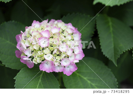 アジサイのつぼみから開花までの様子の写真素材