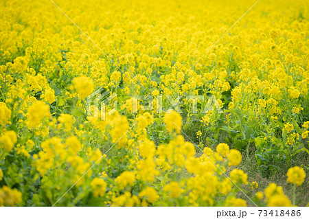 早春の伊良湖の菜の花 早春の伊良湖の菜の花 73418486
