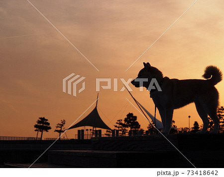 夕暮れ時の犬シルエット 夕暮れ時の犬シルエット 73418642