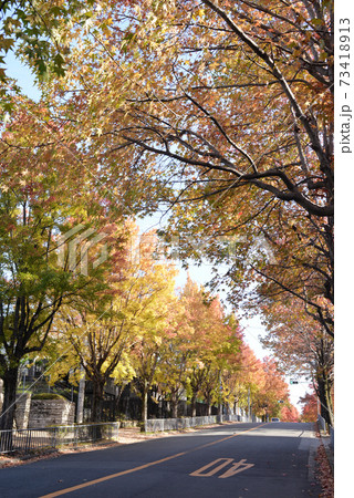 唐楓の並木道 73418913