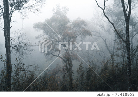 Fog in the forest, trees and mountains, mist in the morning Fog in the forest, trees and mountains, mist in the morning 73418955