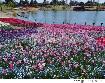 池のほとりのチューリップ	 73418993