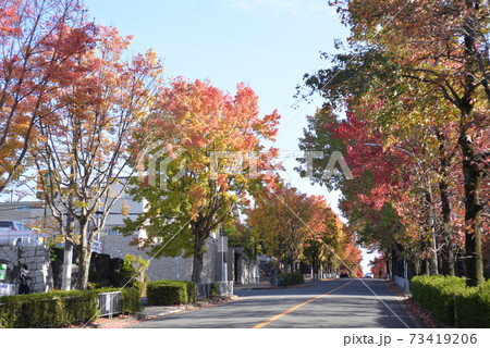唐楓の並木道 73419206