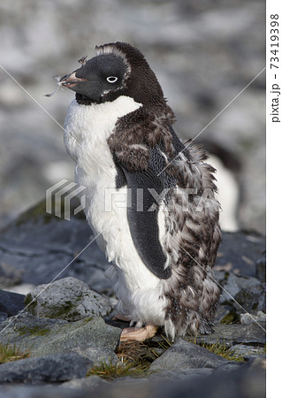 アデリーペンギンの換羽 73419398