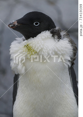 アデリーペンギンの換羽 73419399