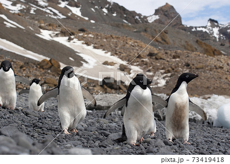 行進するアデリーペンギン 73419418