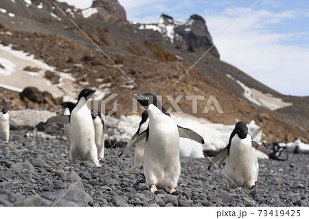 アデリーペンギン 73419425