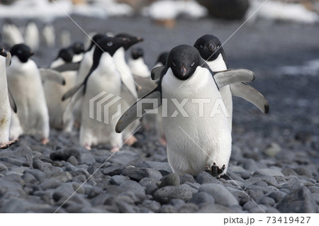 行進するアデリーペンギン 73419427
