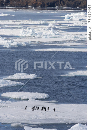 流氷上のアデリーペンギン 73419442