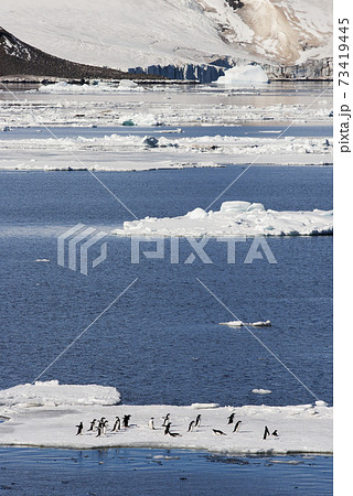 流氷上のアデリーペンギン 73419445