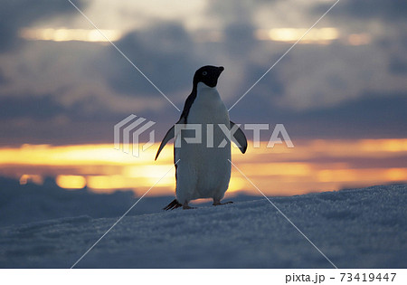夕暮れのアデリーペンギン 73419447