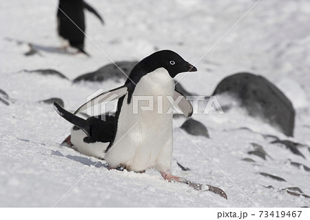 雪上を歩くアデリーペンギン 雪上を歩くアデリーペンギン 73419467