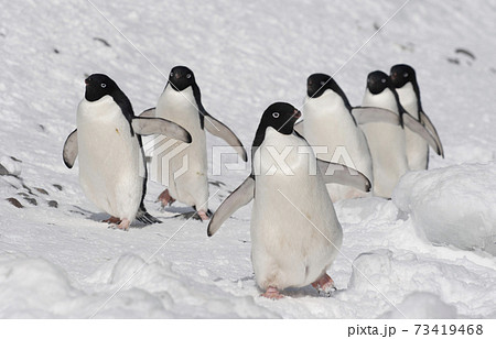 Adelie penguin 様オーダー Penguins-cover+scan+copy.png?