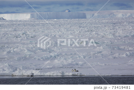 氷上のアデリーペンギン 73419481