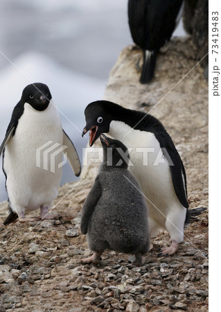 baby adelie penguins