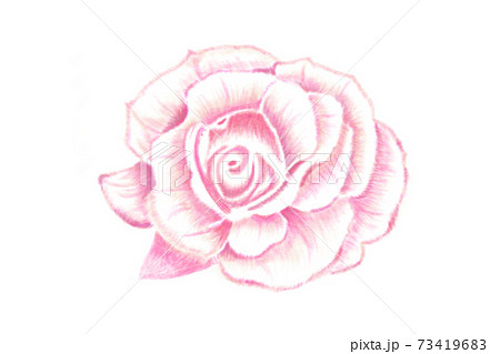 色鉛筆で描いた薔薇 色鉛筆で描いた薔薇 73419683