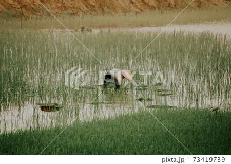 Rice farmer planting rice by hand in the early foggy morning in Ha giang, Vietnam 73419739