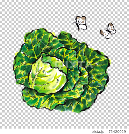 絵手紙風キャベツのイラストのイラスト素材 [73420029] - PIXTA