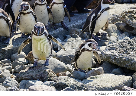 おたる水族館 ペンギンの海まで遠足 おたる水族館 ペンギンの海まで遠足 73420057