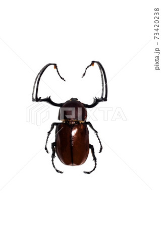 Big brown beetle, isolate on a white background, phillognathus hauseri 73420238