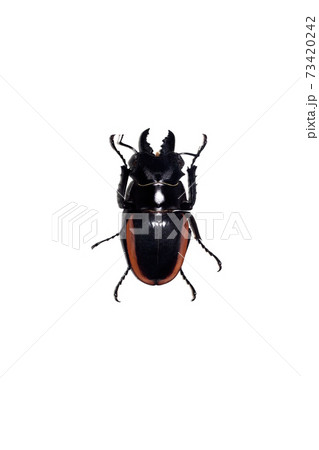 Big black end red beetle, isolate on a white background, odontalabis cuvera Big black end red beetle, isolate on a white background, odontalabis cuvera 73420242