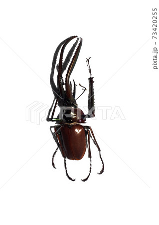 Big brown beetle, isolate on a white background Big brown beetle, isolate on a white background 73420255