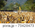 Closeup of Cob Corn in Field or Garden. 73420473