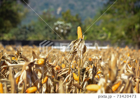 Closeup of Cob Corn in Field or Garden. Closeup of Cob Corn in Field or Garden. 73420473