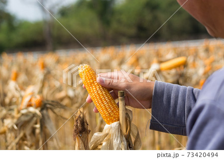 Closeup Ripe feed Corn Cob Hold in Hand of Farmer or Cultivator in Dry Corn Field 73420494