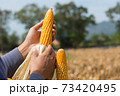 Closeup Ripe feed Corn Cob Hold in Hand of Farmer or Cultivator in Dry Corn Field 73420495