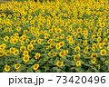 Sunflower field nature scene background 73420496